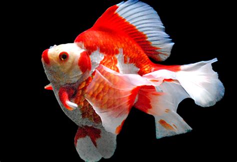 金色金魚|金魚の体色と呼び方9選 – GOLDFISH